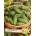 Opal Zi Корнишони Париж Cucumis sativus