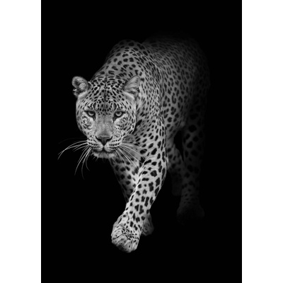 Pohlednice 3D - Leopard B & W