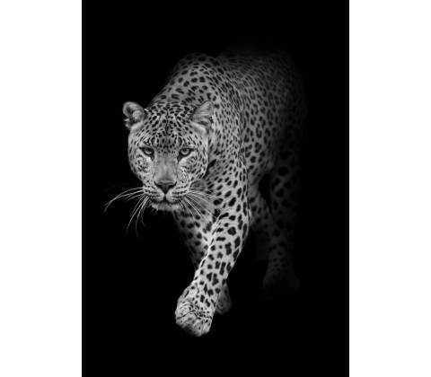 Pohlednice 3D - Leopard B & W