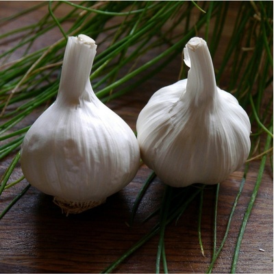 Sadbový cesnak Havel - Allium sativum - paličiak - 1 balenie