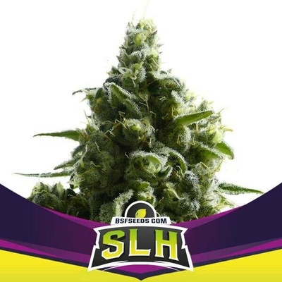 BSF Seeds SLH Super Lemon Haze semena neobsahují THC 4 ks