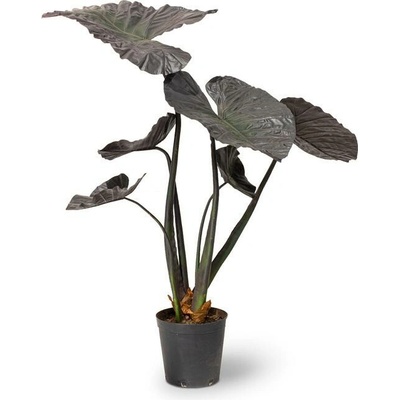 Alocasia calidora- Alokázie tmavá