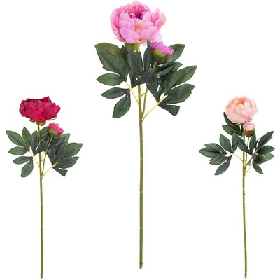 KS PIVONIA S PUKOM MIX/3F 70cm