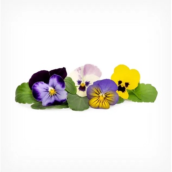 VÉritable (Франция) Пълнител (лингот) Multi colored Pansy за настолна градина Véritable® - многоцветна теменужка (VLIN-F5-Pen05A)