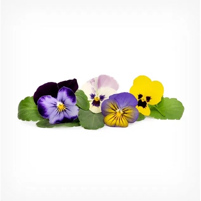 VÉritable (Франция) Пълнител (лингот) Multi colored Pansy за настолна градина Véritable® - многоцветна теменужка (VLIN-F5-Pen05A)