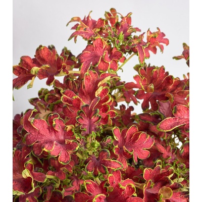 Africká kopřiva Wizard Velvet Rose - Coleus blumei - osivo africké kopřivy - 30 ks