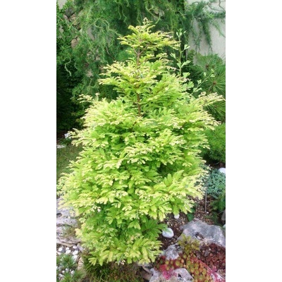 GREENBOSS FLOWER Metasekvoje čínská Velikost: 10 l květináč