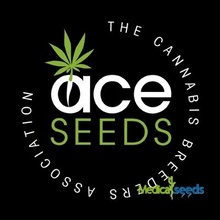 Ace seeds Pakistan Chitral Kush regular semena neobsahují THC 5ks