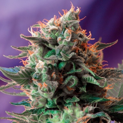 Sweet Seeds Jack 47 F1 Fast Version semienka neobsahujú THC 3 ks