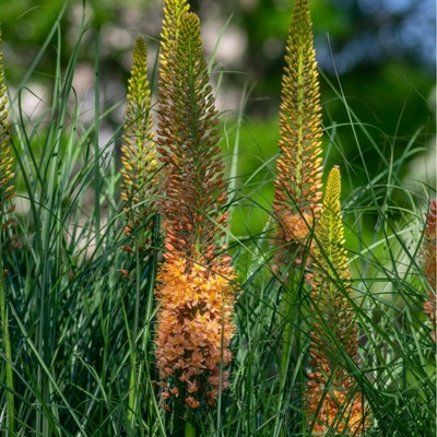 Liliochvostec Pinokkio Eremurus hlízy liliochvostce 1 ks
