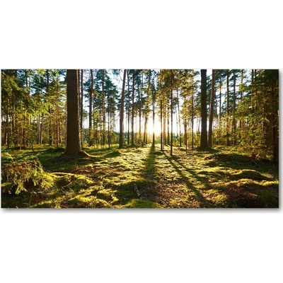 Fotoobraz na skle Sosnová les 100x50 cm