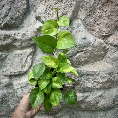 Epipremnum Global Green