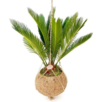 Gardners Cycas revoluta (L) Cykas japonský