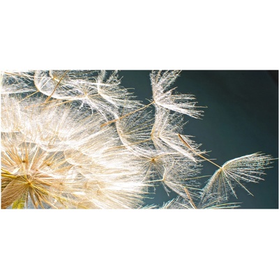 Foto obraz sklenený horizontálny semeno púpavy 100x50 cm