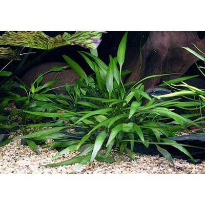 Cryptocoryne nevellii Kryptokoryna Nevillova 5,5 cm – Hledejceny.cz