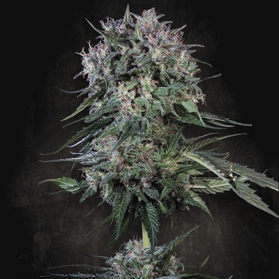 Paradise Seeds Doppler semienka neobsahujú THC 10 ks