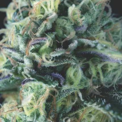 Pyramid Seeds Auto Cookies USA semienka neobsahujú THC 3 ks
