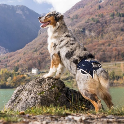 Balto Stabilizátor dysplázie a zdvíhač bedrového kĺbu pre psa XS