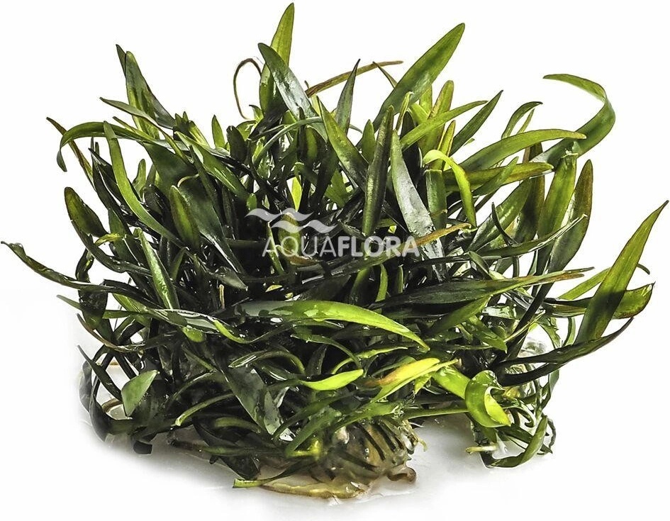 Cryptocoryne willisii