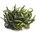Cryptocoryne willisii