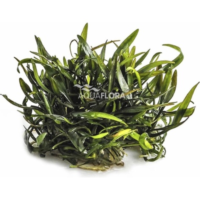 Cryptocoryne willisii