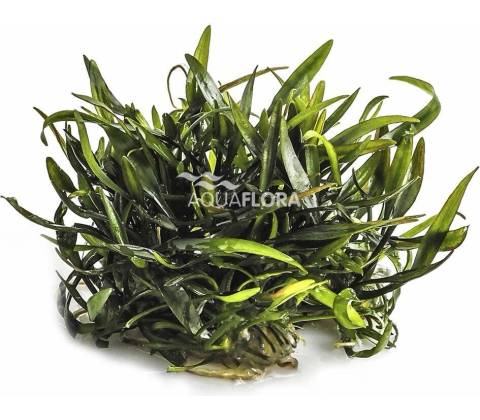 Cryptocoryne willisii