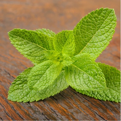 BIO Mäta klasnatá - Mentha viridis - bio semená mäty - 25 ks