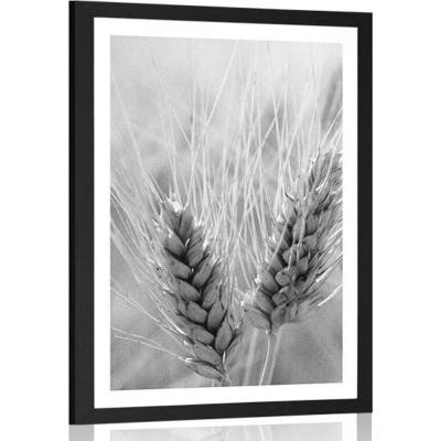 Plakát s paspartou pšeničné pole v černobílém provedení - 40x60 white