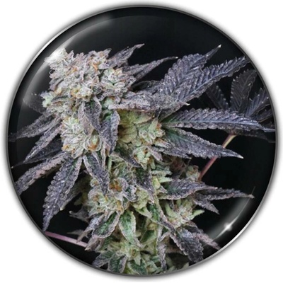 Medical Seeds Co. Mintzkittlez semena neobsahují THC 3 ks