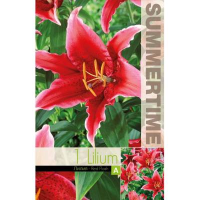 Seklos Лилиум Decorative Double Red Flash - 1 бр луковицa