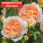 David Austin® Катерлива Роза Bathsheba® - David Austin® (Батшеба)