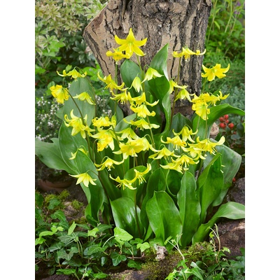 Kandík 'Pagoda' 3 ks – Hledejceny.cz