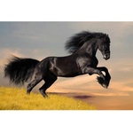 DIMEX ART Флизелинов фототапет черен кон 375 x 250 см