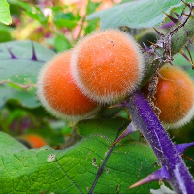 Narančila Chlupatý pomeranč - Solanum quitoense - prodej semen - 5 ks