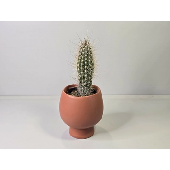 Borzicactus Leonensis