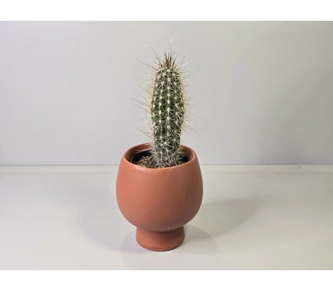 Borzicactus Leonensis
