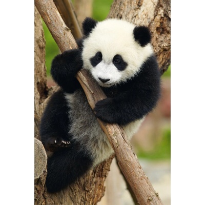 DINO Zvířátka Panda 54 dielov