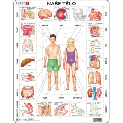 Dino - Puzzle Vzdelávacie puzzle: Telo - 1 - 39 piese