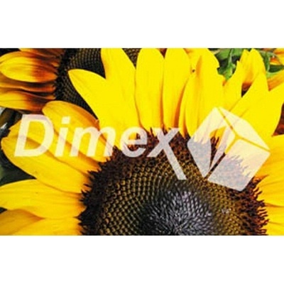 DIMEX | Obraz na skle | Slnečnica GL-45-009 | 45 x 30 cm