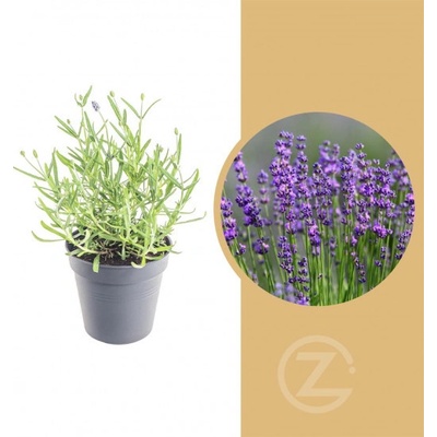 Levandule lekařská Lavandula angustifolia Felice průměr květináče 12 cm