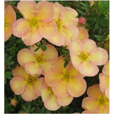 Potentilla frut. 'Daydawn' 20-30 C1,4L žlutá