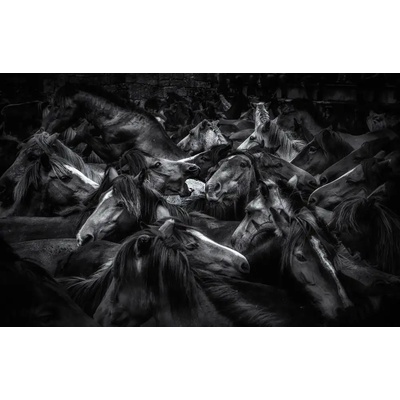 Fotografie - varela, maseda Alfonso: Acorralados - reprodukce obrazu