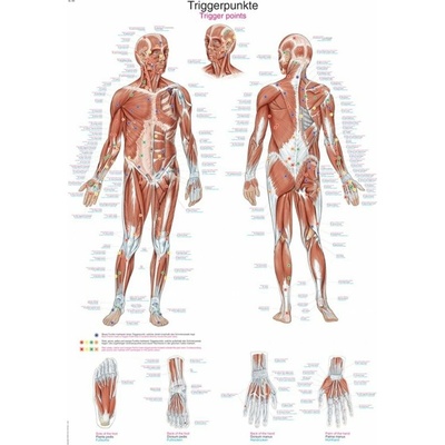 Schéma - aktívne body ľudského tela Papier bez lišty