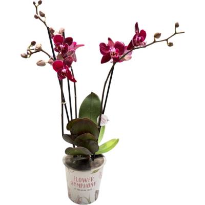 Orchidea Phalaenopsis Multi Anthura Cartagena 3 výhonky 12x45 cm