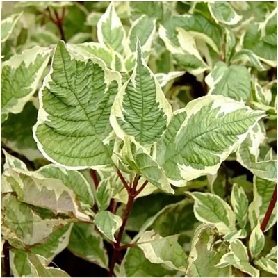 Cornus alba 'Elegantissima' 20-30 VKR2L