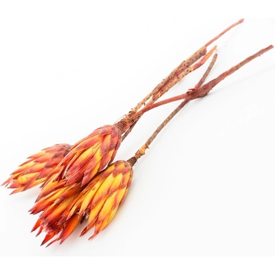 T093 REPENS RED /5ks/ 40cm protea
