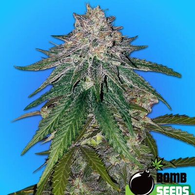 Bomb Seeds Zkittlez Gum Bomb semienka neobsahujú THC 10 ks