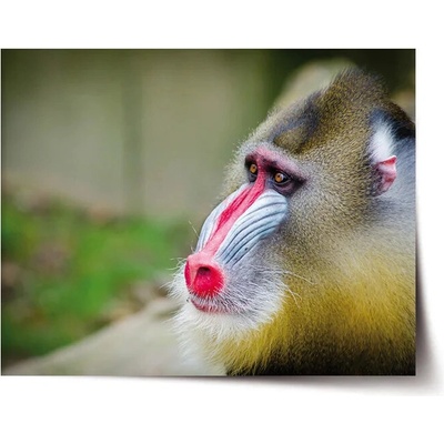 Sablio Plagát Mandril - 90x60 cm