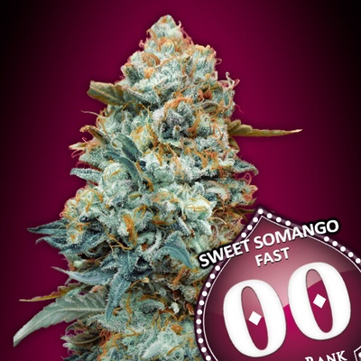 00 Seeds Bank Sweet Somango Fast semienka neobsahujú THC 3 ks