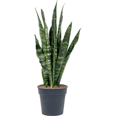 Sansevieria trifasciata Black coral 14x50 cm